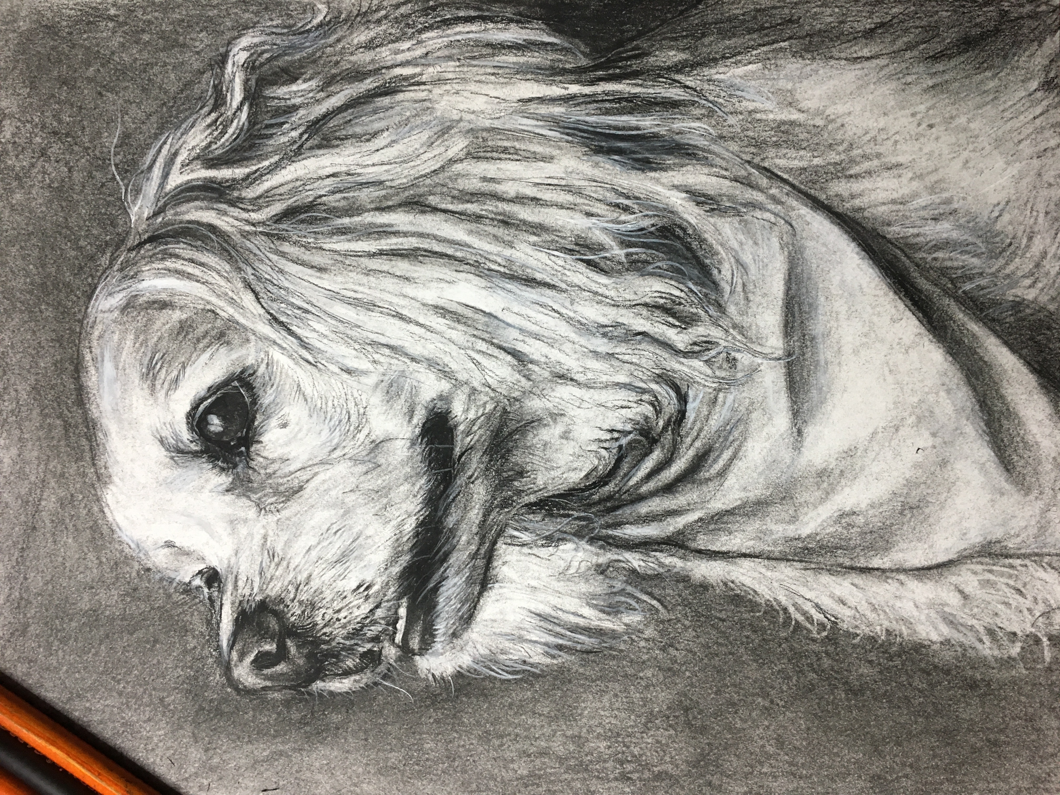 Custom artwork by Ashley Wiard - Fuzzy ears (Charcoal on paper)